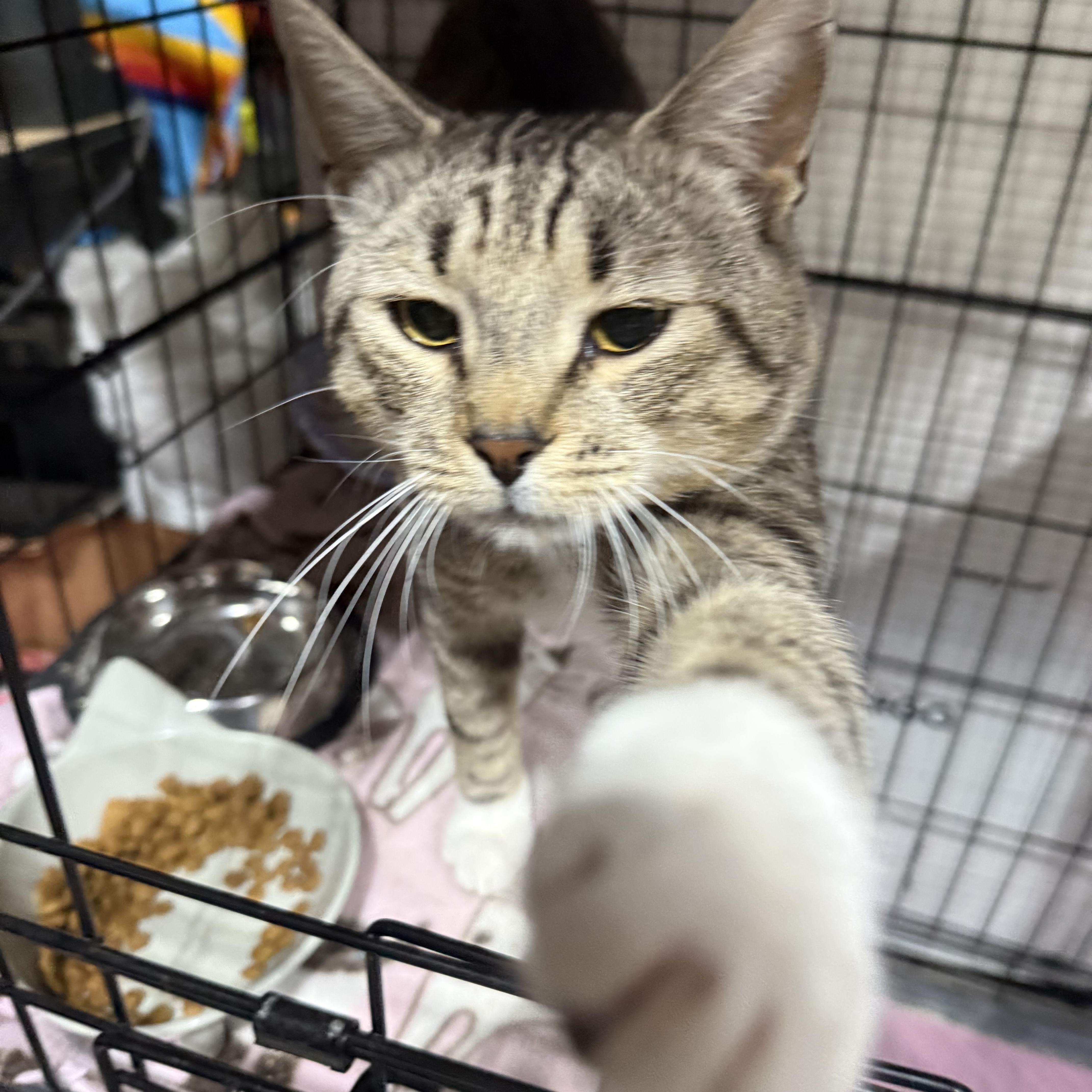 Tiger, a ADOPTABLE American Shorthair in North Chesterfield, VA image 2/2