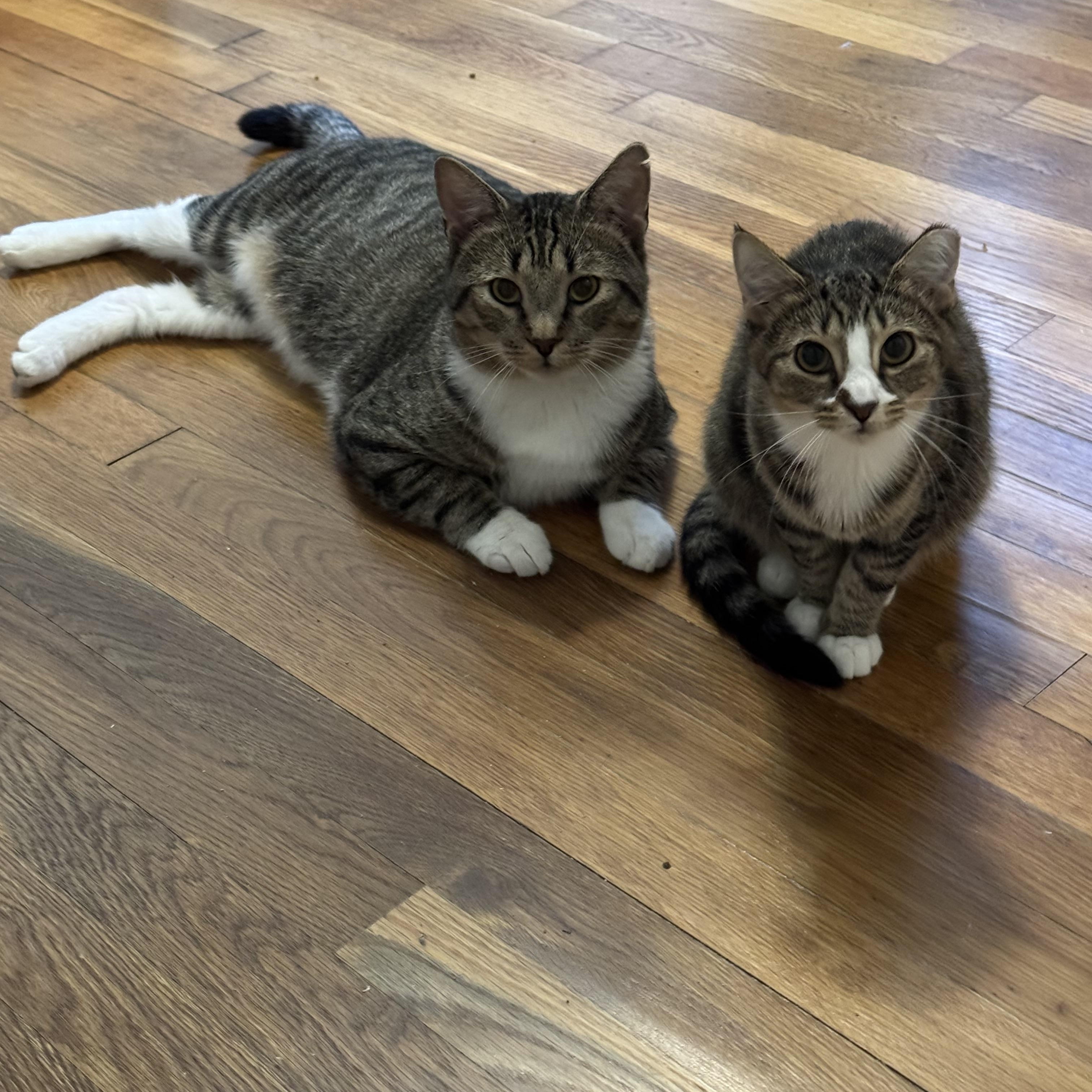 Tiger, Adoptable, Young Male American Shorthair.
