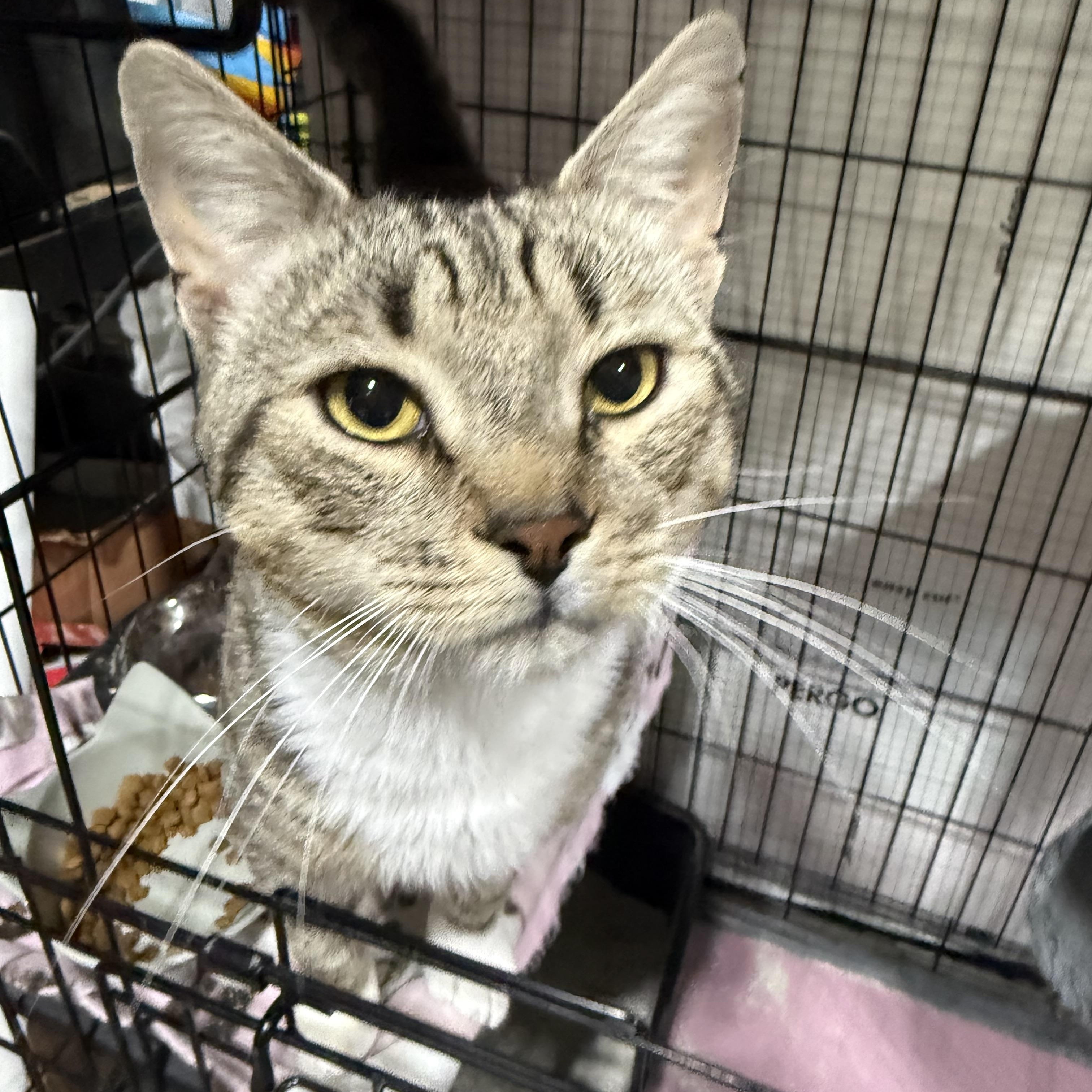 Tiger, a ADOPTABLE American Shorthair in North Chesterfield, VA image 1/2