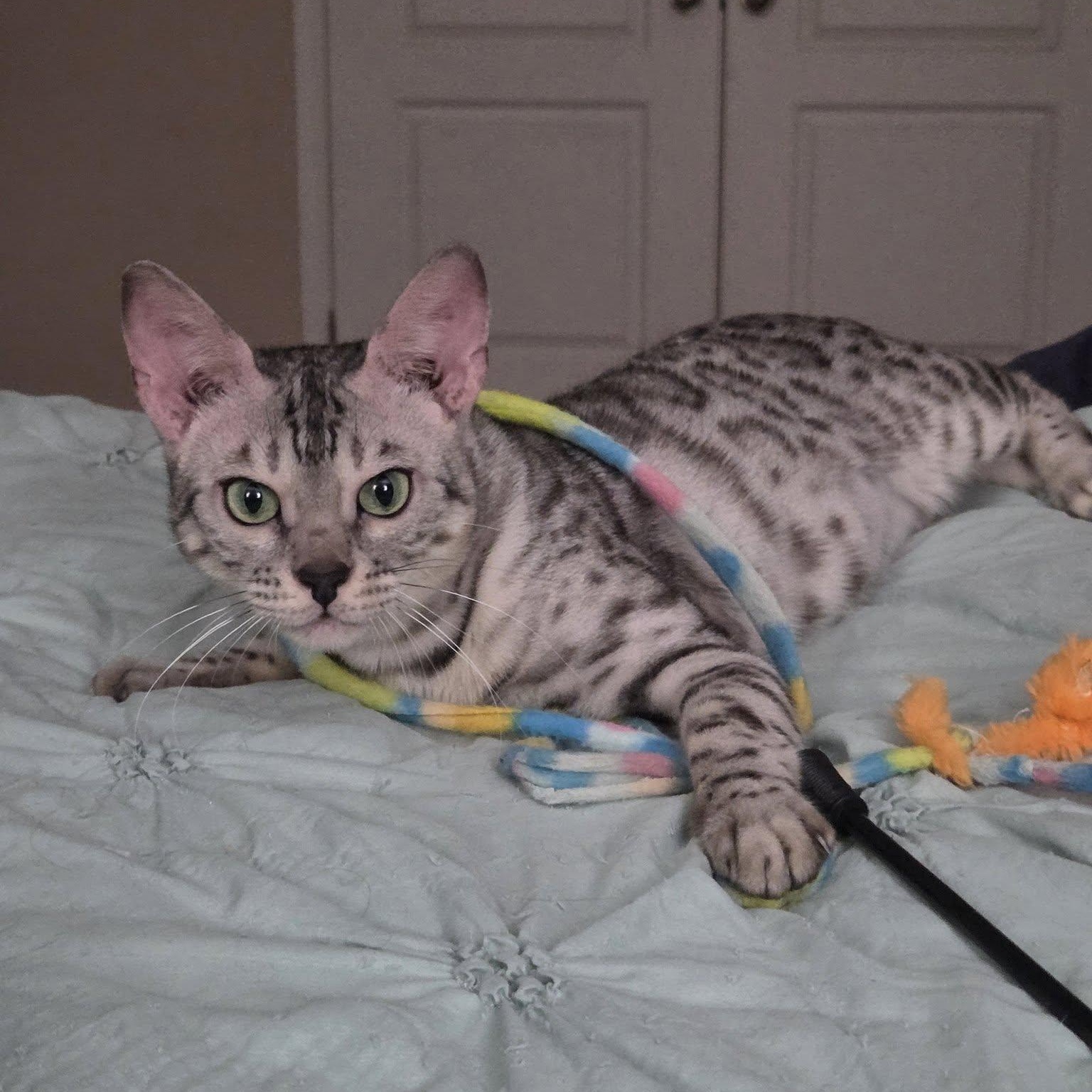 Cosmic Stardust, a ADOPTABLE Bengal in Queen Creek, AZ image 1/6