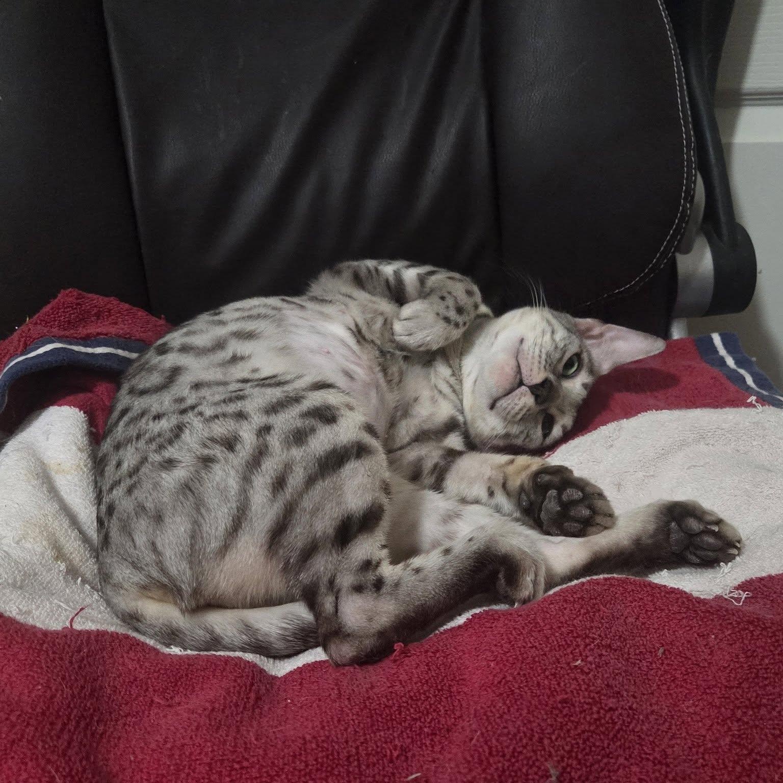 Cosmic Stardust, a ADOPTABLE Bengal in Queen Creek, AZ image 3/6