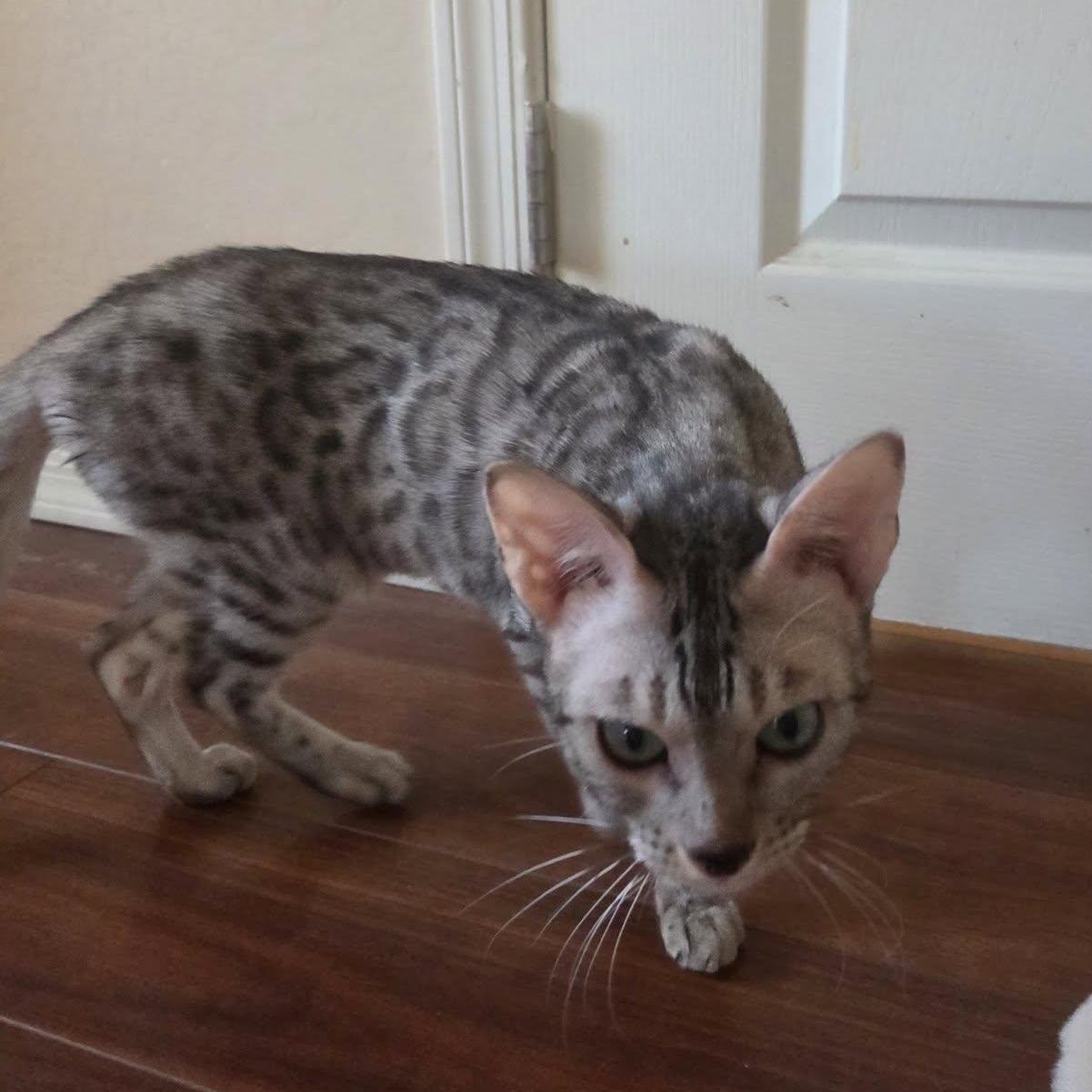 Cosmic Stardust, a ADOPTABLE Bengal in Queen Creek, AZ image 5/6