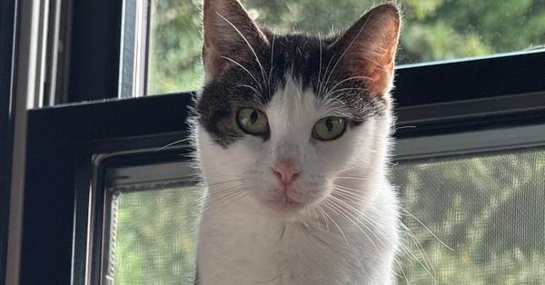 Enlarge Gabby, a Adoptable Domestic Short Hair in Ronkonkoma, NY image 1/6