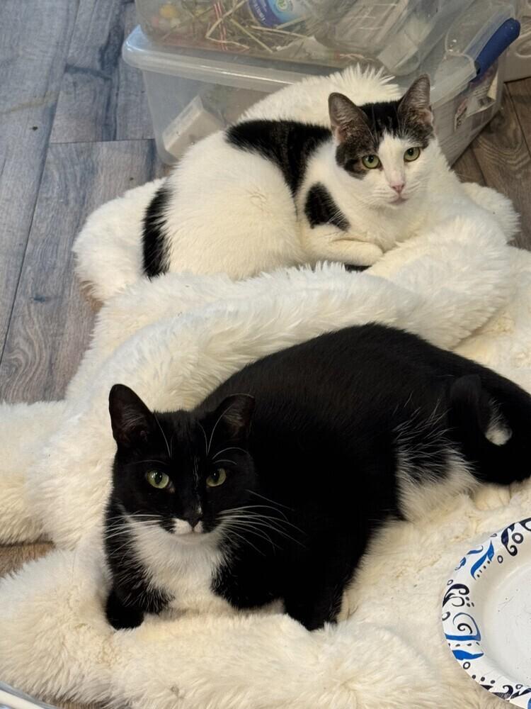 Enlarge Gabby, a Adoptable Domestic Short Hair in Ronkonkoma, NY image 2/6