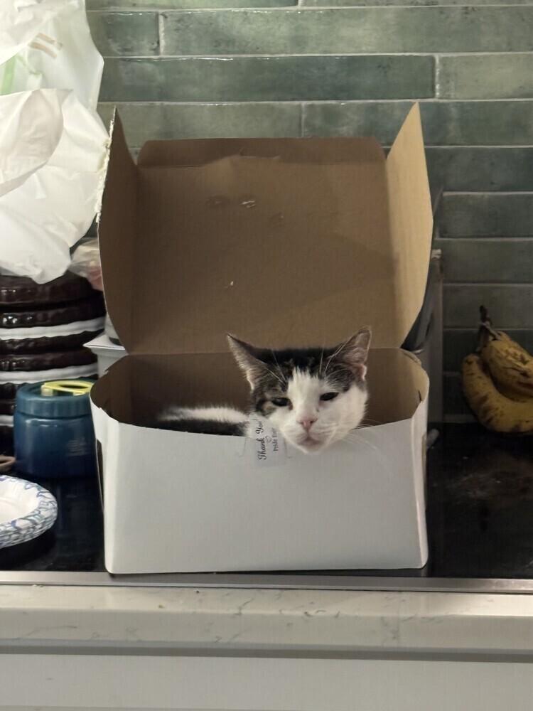 Enlarge Gabby, a Adoptable Domestic Short Hair in Ronkonkoma, NY image 3/6