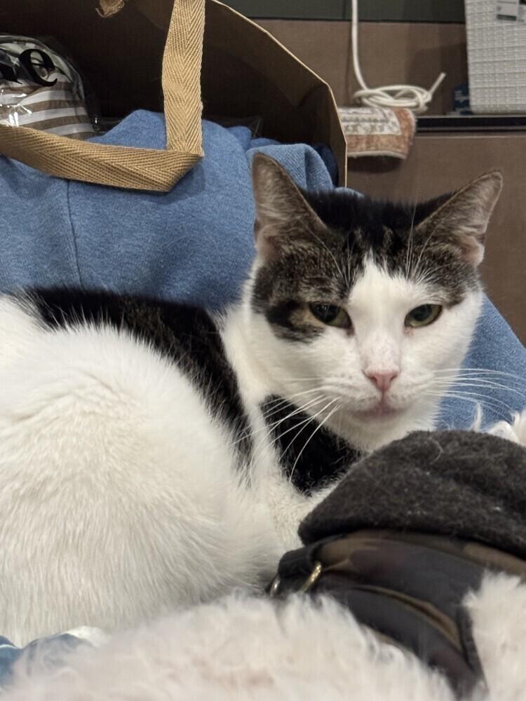 Enlarge Gabby, a Adoptable Domestic Short Hair in Ronkonkoma, NY image 5/6