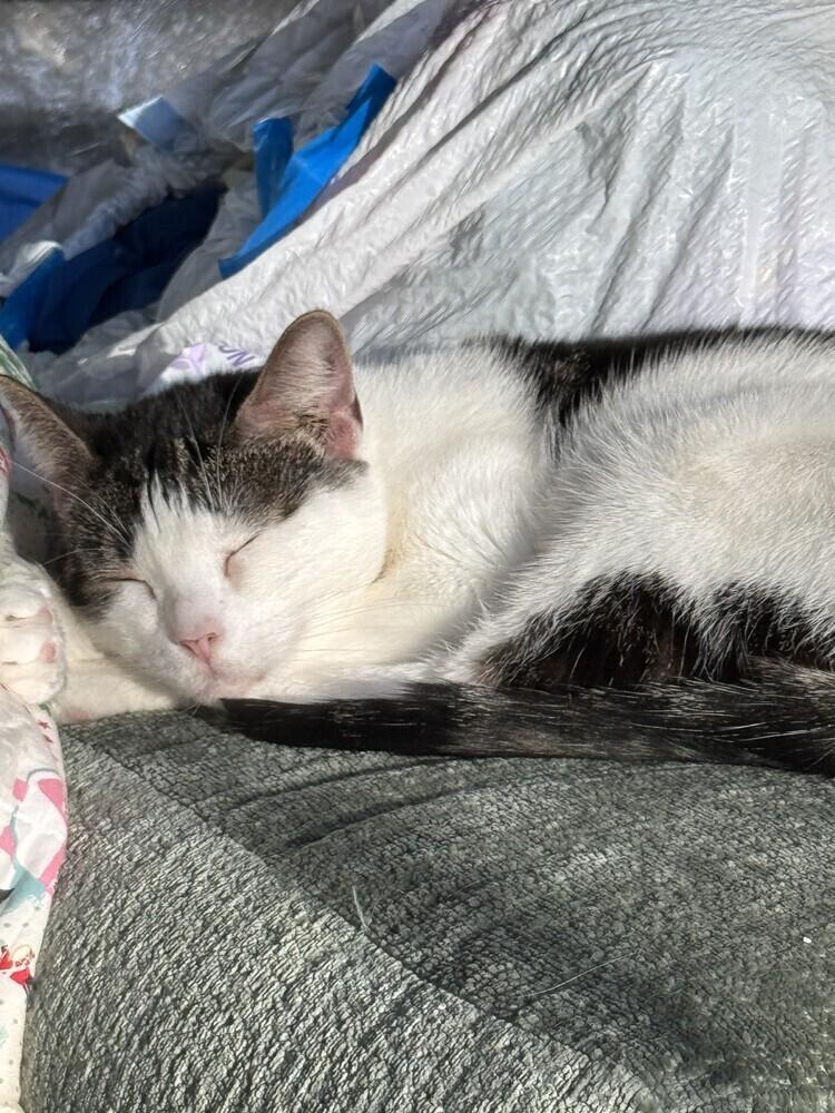 Enlarge Gabby, a Adoptable Domestic Short Hair in Ronkonkoma, NY image 6/6