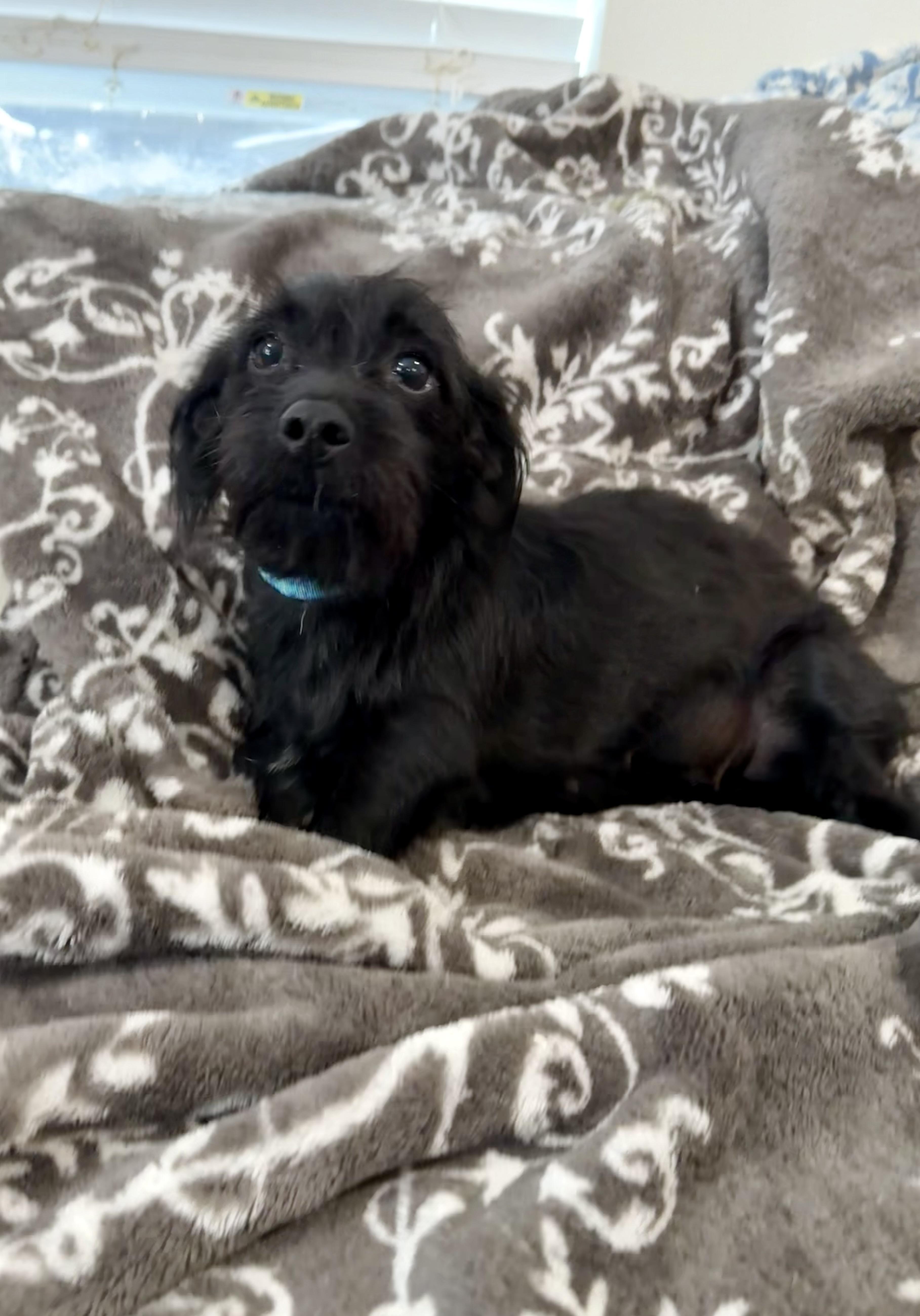 Enlarge Wednesday is perfect in Austin, a Adopted mixed breed in Lockhart, TX image 1/5