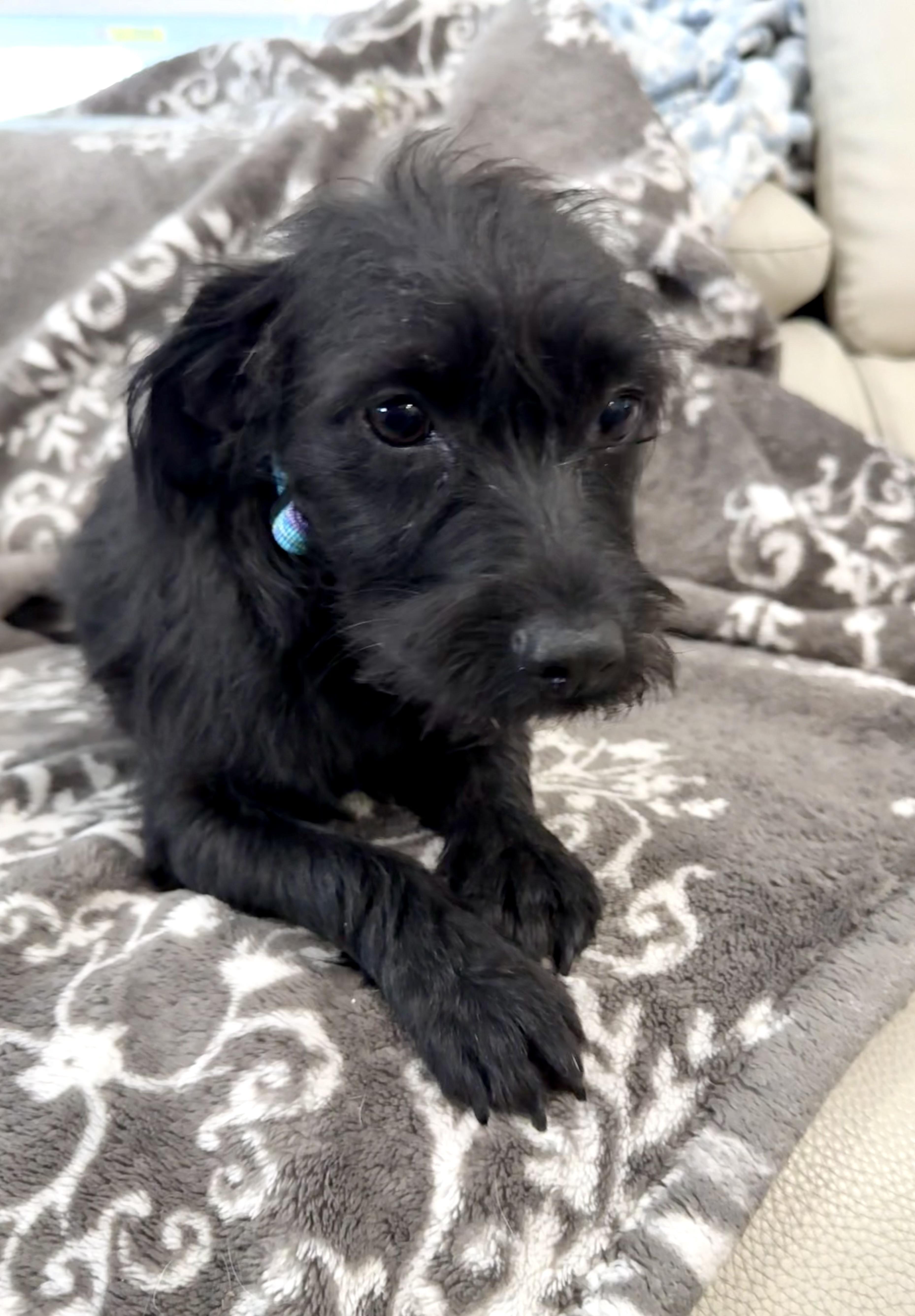 Enlarge Wednesday is perfect in Austin, a Adopted mixed breed in Lockhart, TX image 4/5