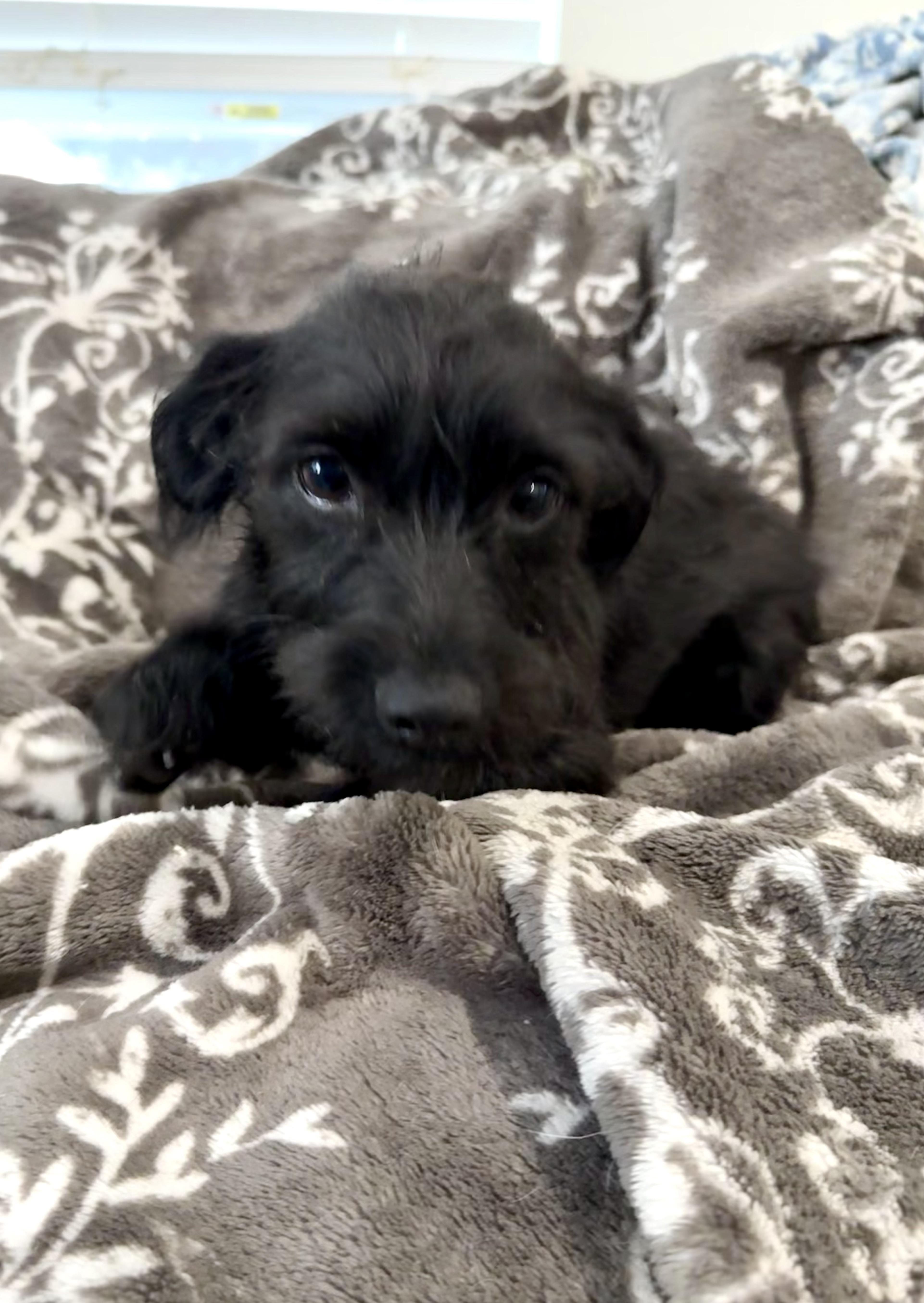 Enlarge Wednesday is perfect in Austin, a Adopted mixed breed in Lockhart, TX image 2/5