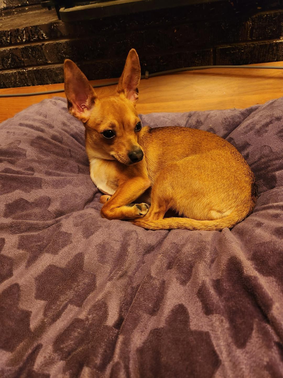 Dottie, an adopted mixed breed in Amity, OR image 4/6