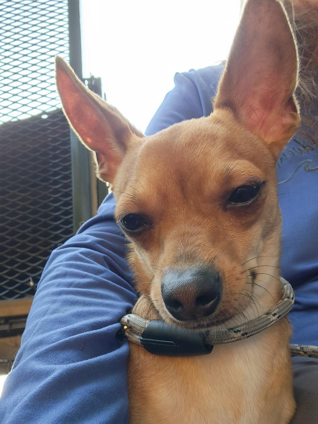 Dottie, adopted, Young Female Chihuahua.
