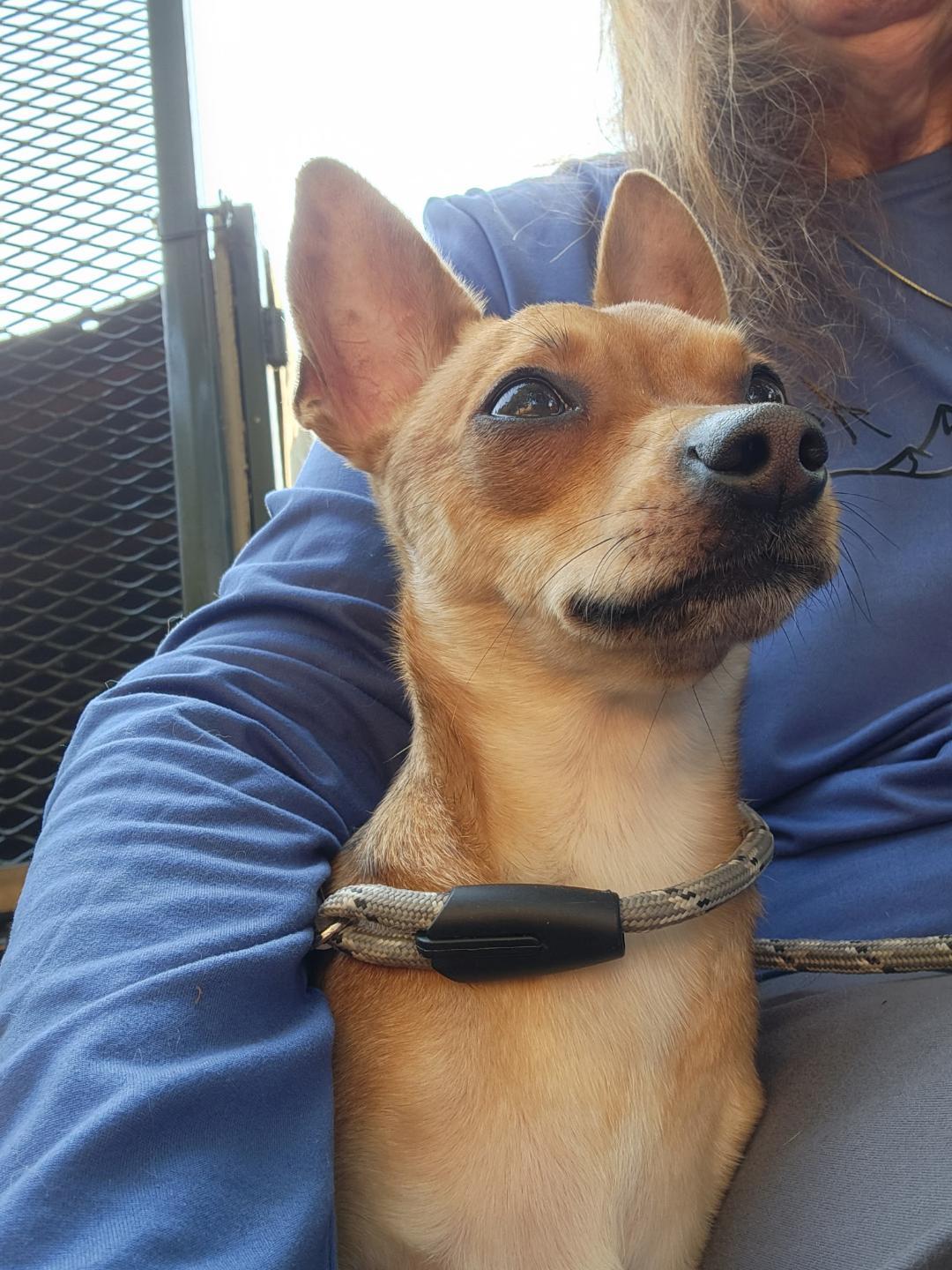 Dottie, an adopted mixed breed in Amity, OR image 3/6