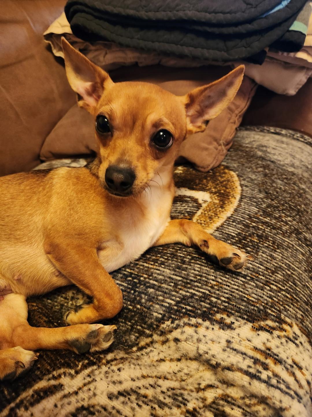 Dottie, an adopted mixed breed in Amity, OR image 5/6