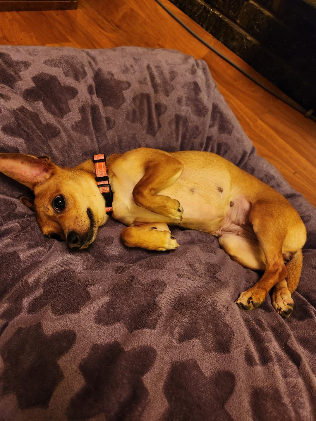 Dottie, an adopted mixed breed in Amity, OR image 6/6
