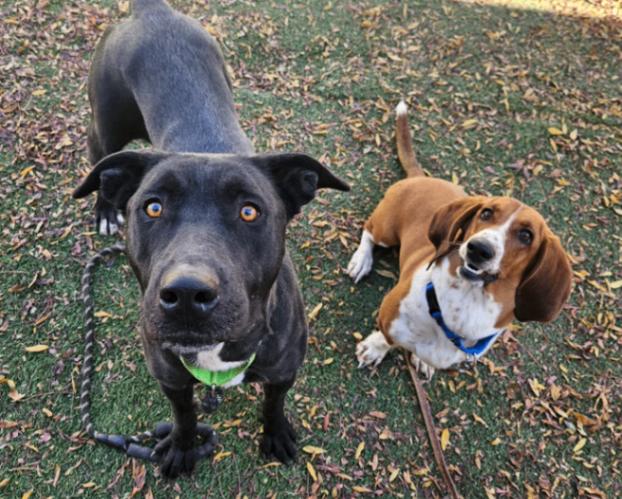 Millie May so Sweet she Melts Hearts — thumbnail 3