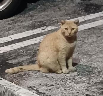 Enlarge Valentine, a Adoptable Domestic Short Hair in West Palm Beach, FL image 1/3