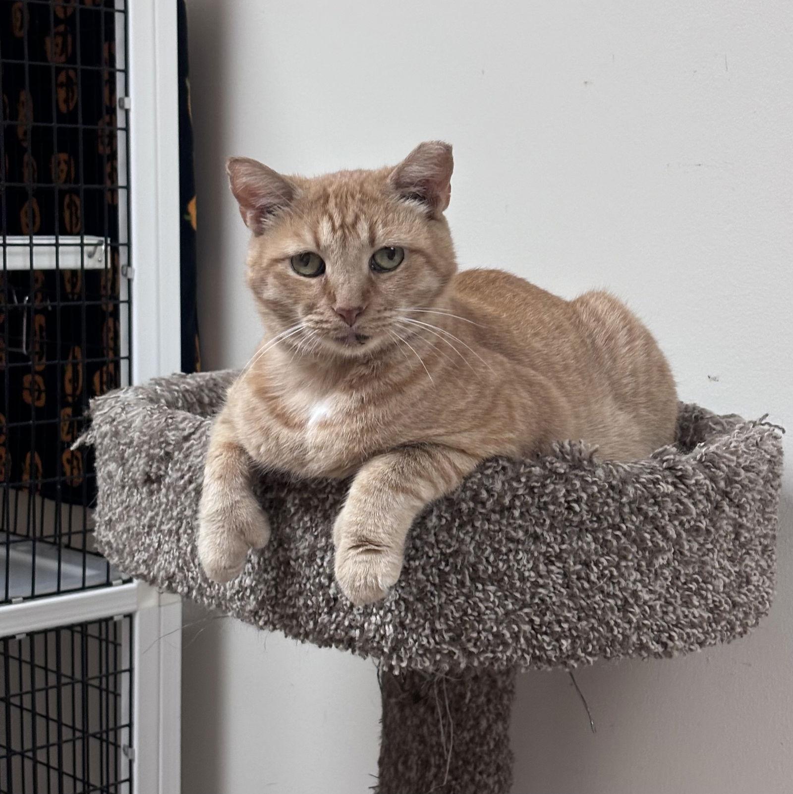Enlarge Valentine, a Adoptable Domestic Short Hair in West Palm Beach, FL image 2/3