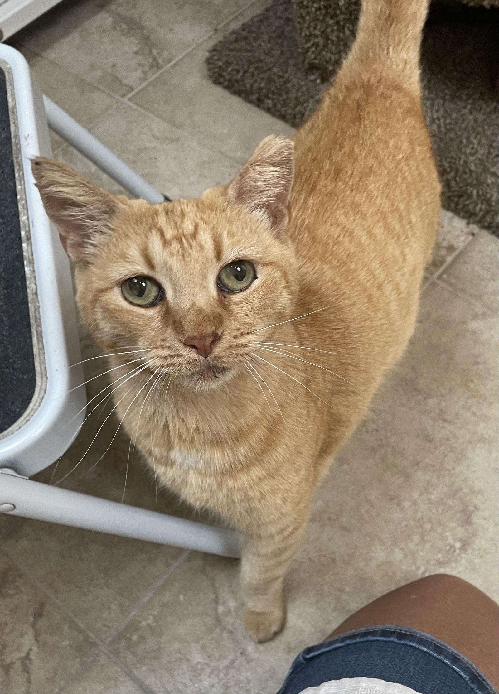 Enlarge Valentine, a Adoptable Domestic Short Hair in West Palm Beach, FL image 3/3