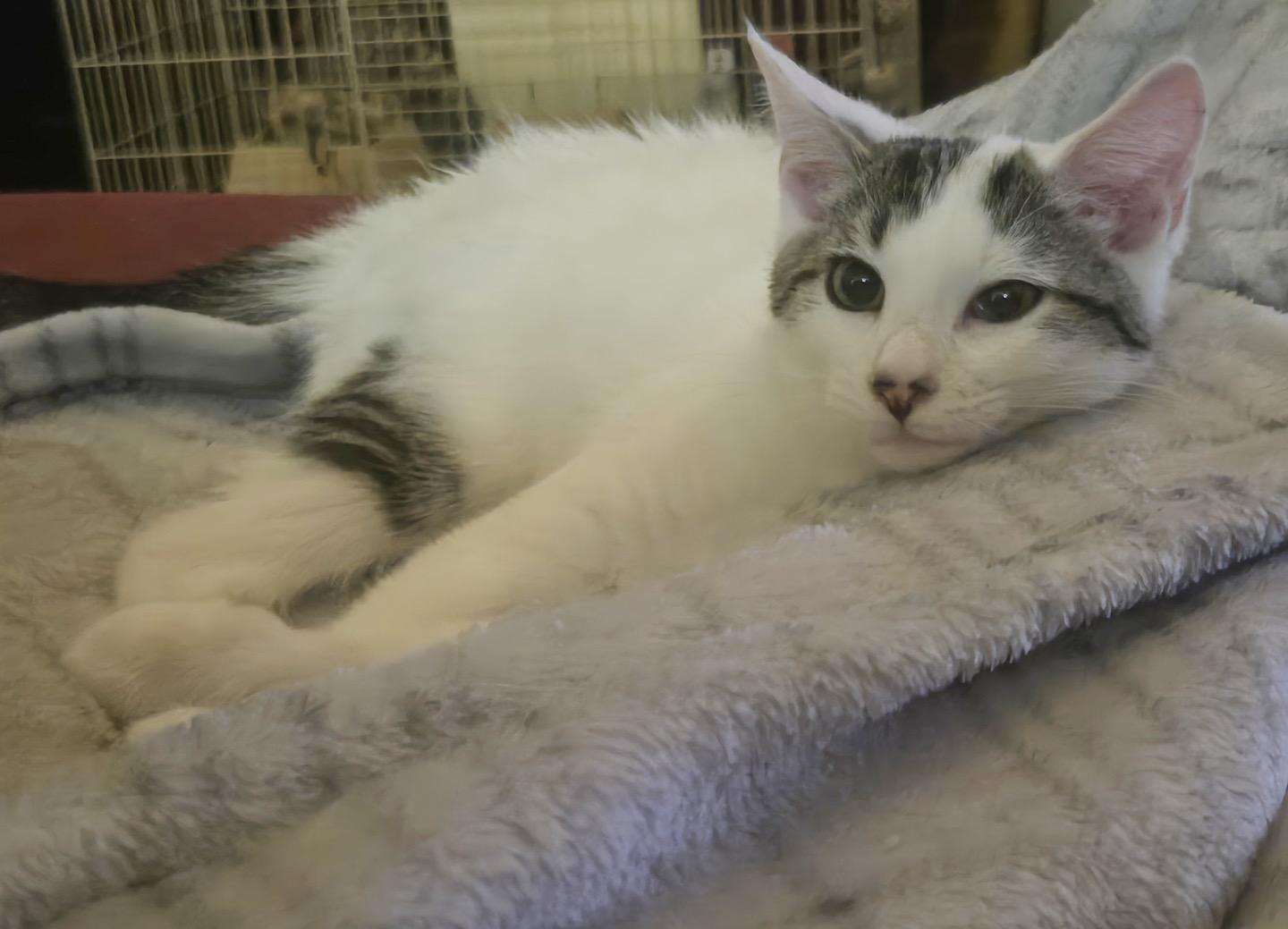 Enlarge Russell Hoopes, an adopted Domestic Short Hair in Philadelphia, PA image 4/5