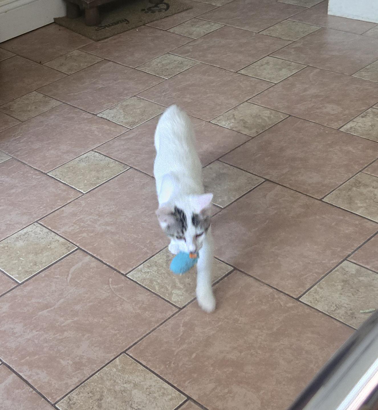 Enlarge Russell Hoopes, an adopted Domestic Short Hair in Philadelphia, PA image 2/5