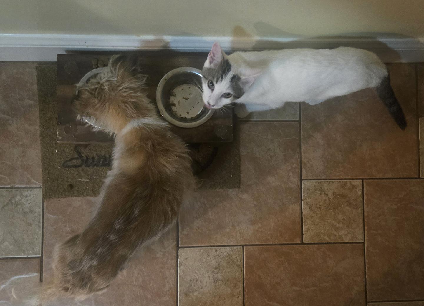 Enlarge Russell Hoopes, an adopted Domestic Short Hair in Philadelphia, PA image 5/5
