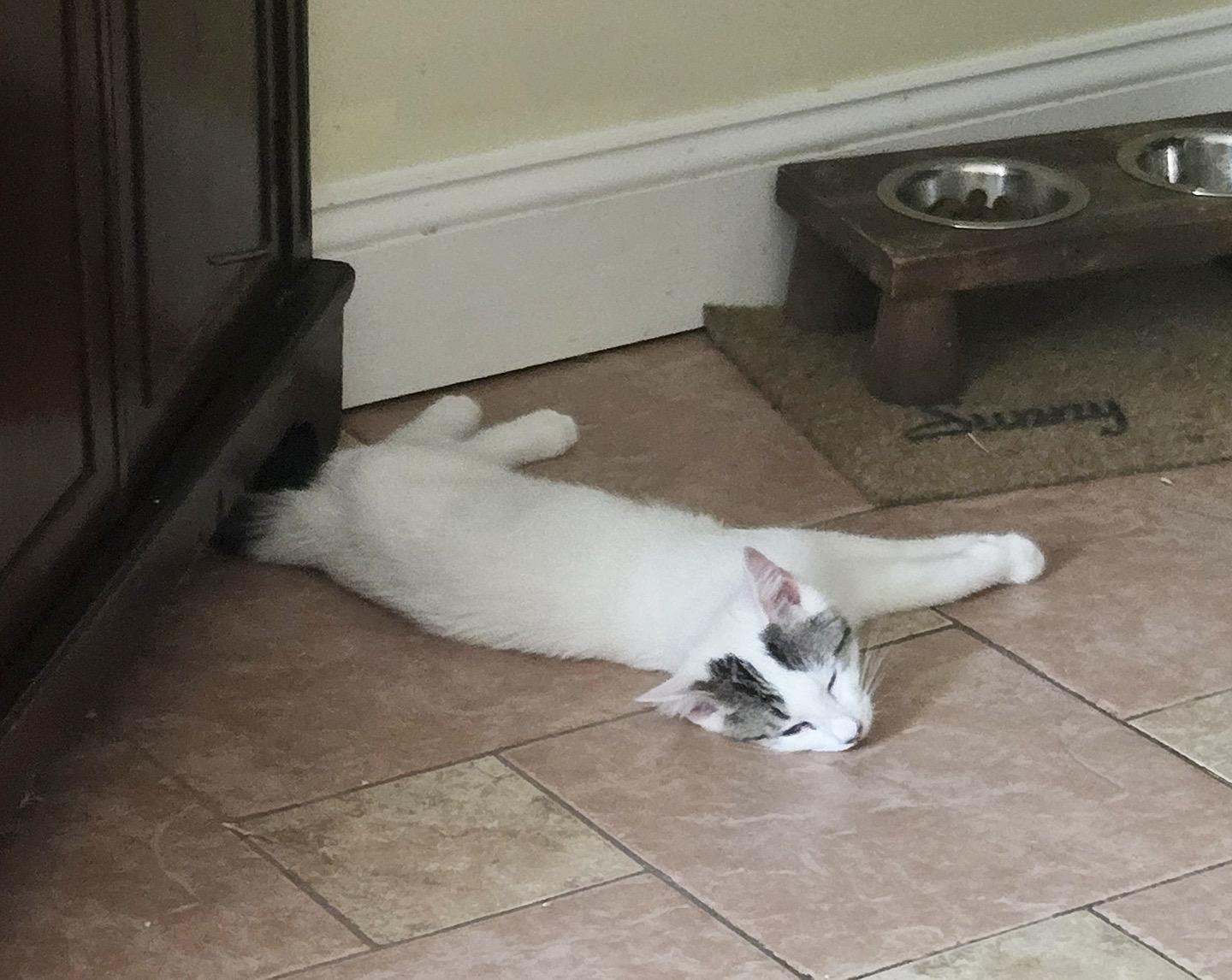 Enlarge Russell Hoopes, an adopted Domestic Short Hair in Philadelphia, PA image 3/5
