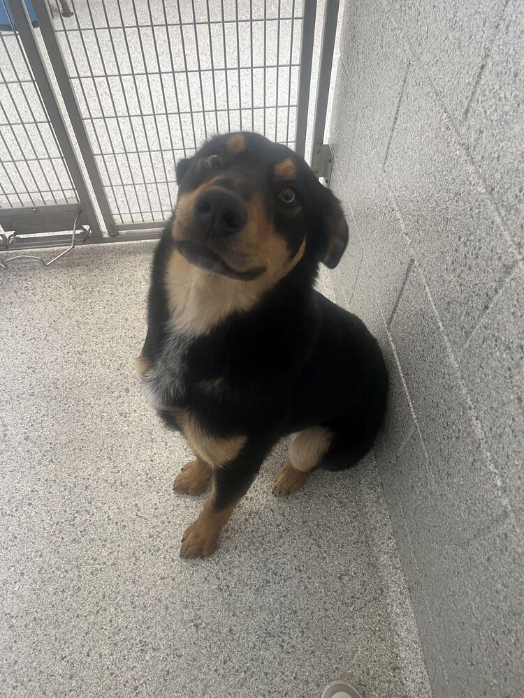 Chadwick, Adoptable, Adult Male Shepherd & Mixed Breed.