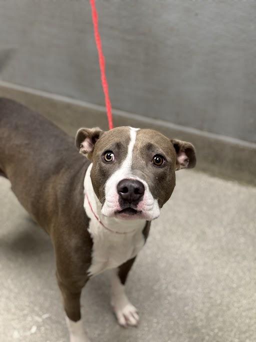 SAVANA, Adoptable, Young Female Pit Bull Terrier.
