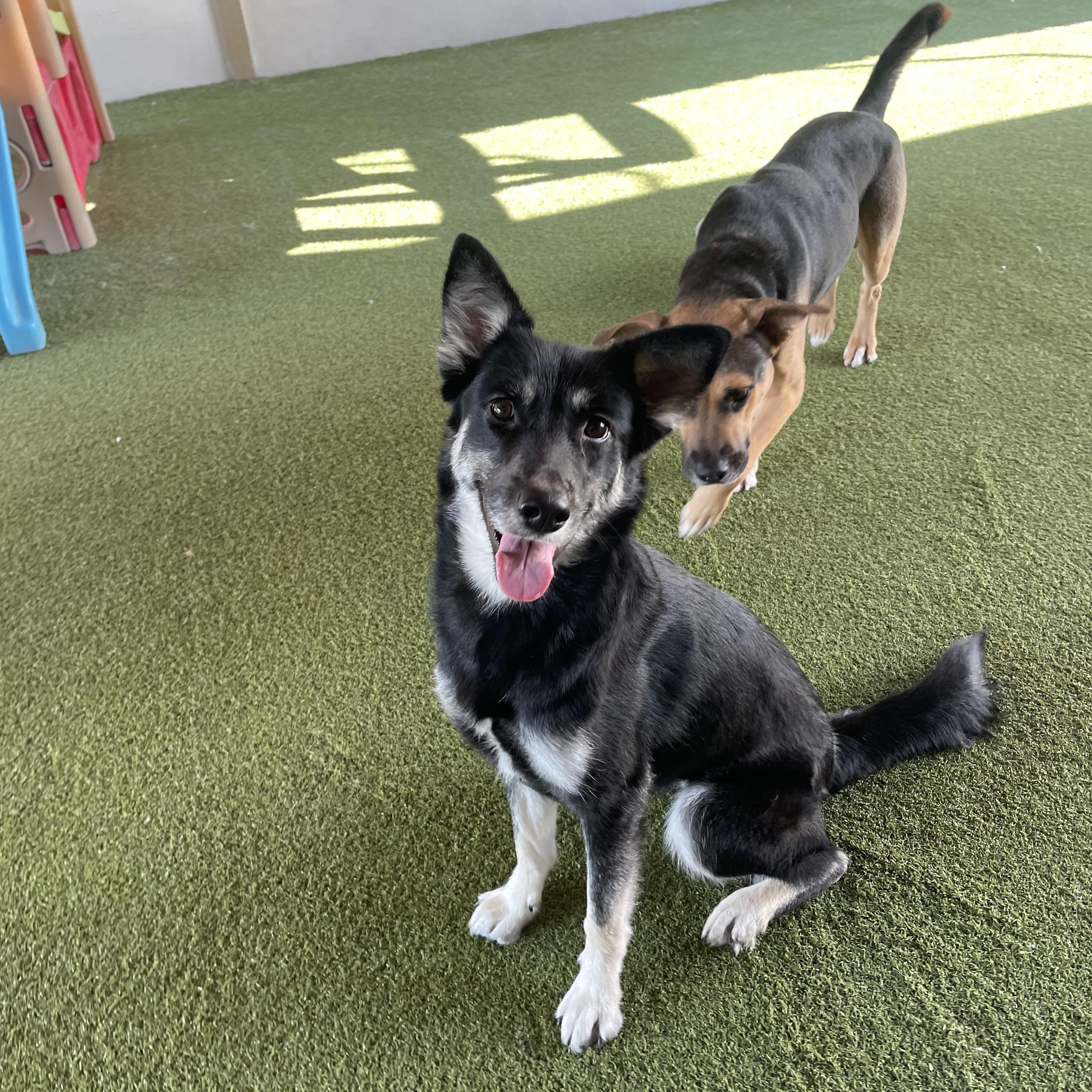 Enlarge Maverick, a Adoptable mixed breed in Houston, TX image 2/6