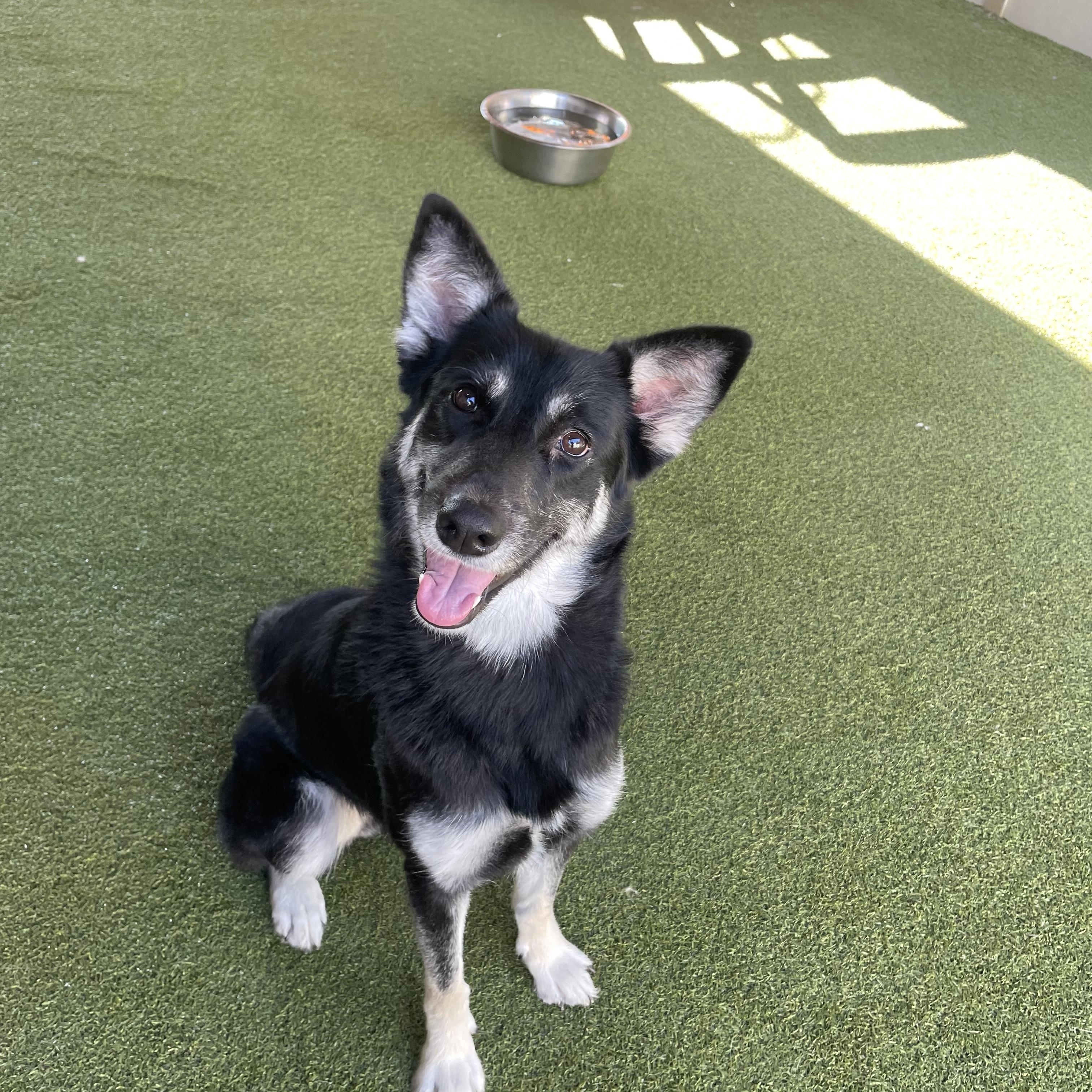 Maverick, Adoptable, Adult Female Australian Shepherd.