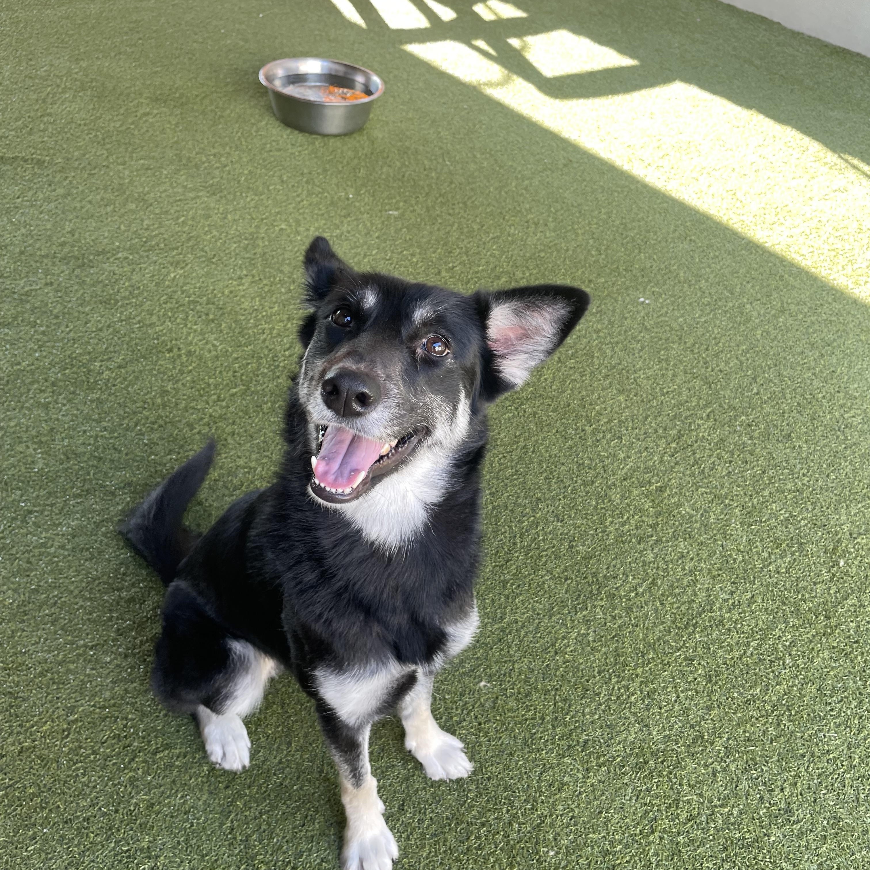 Enlarge Maverick, a Adoptable mixed breed in Houston, TX image 3/6