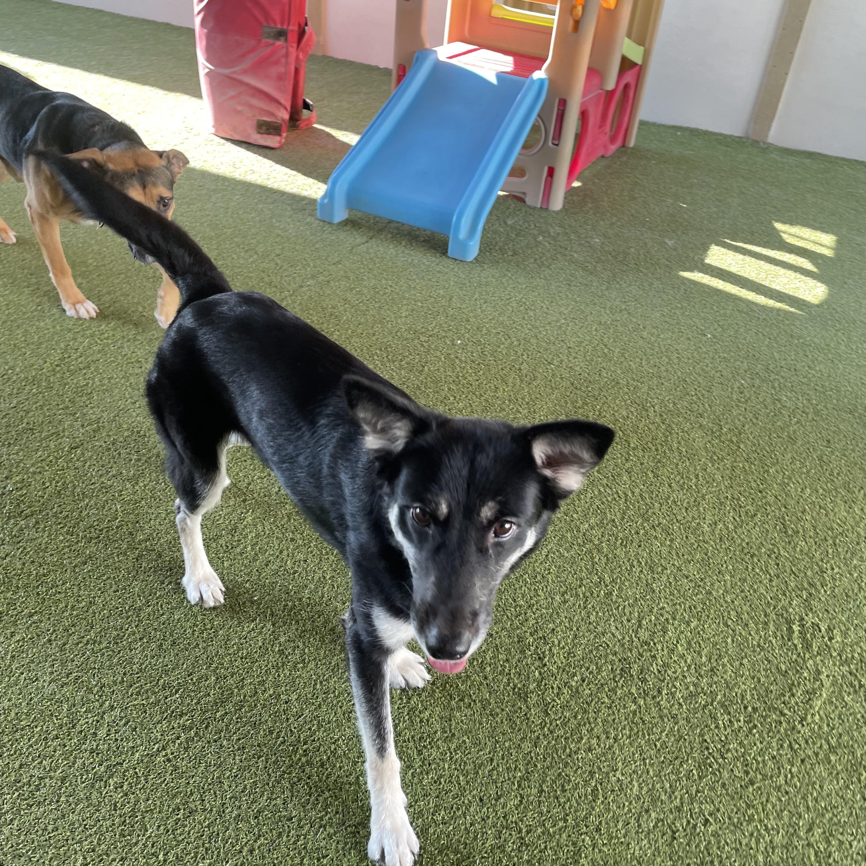 Enlarge Maverick, a Adoptable mixed breed in Houston, TX image 5/6