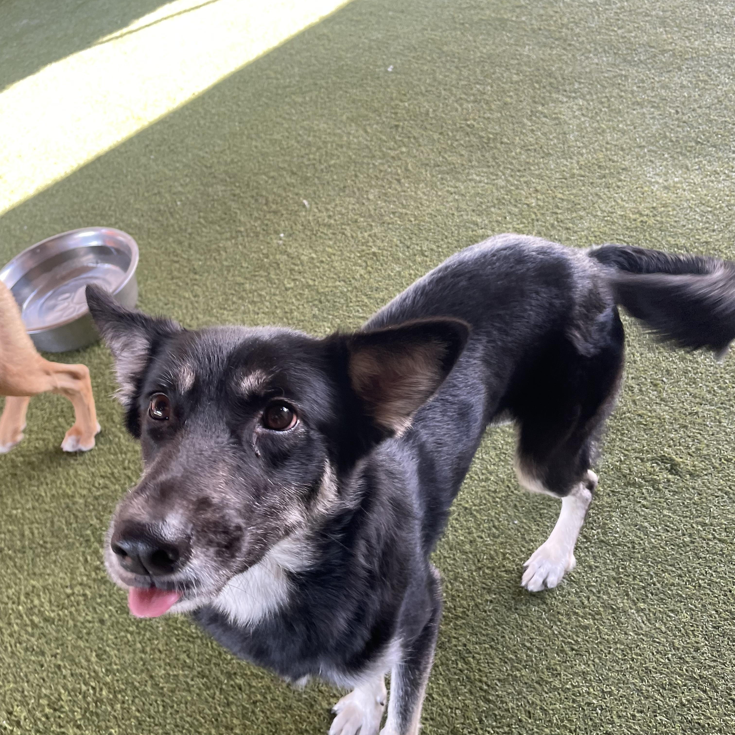 Enlarge Maverick, a Adoptable mixed breed in Houston, TX image 4/6