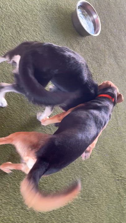 Enlarge Maverick, a Adoptable mixed breed in Houston, TX video 6/6