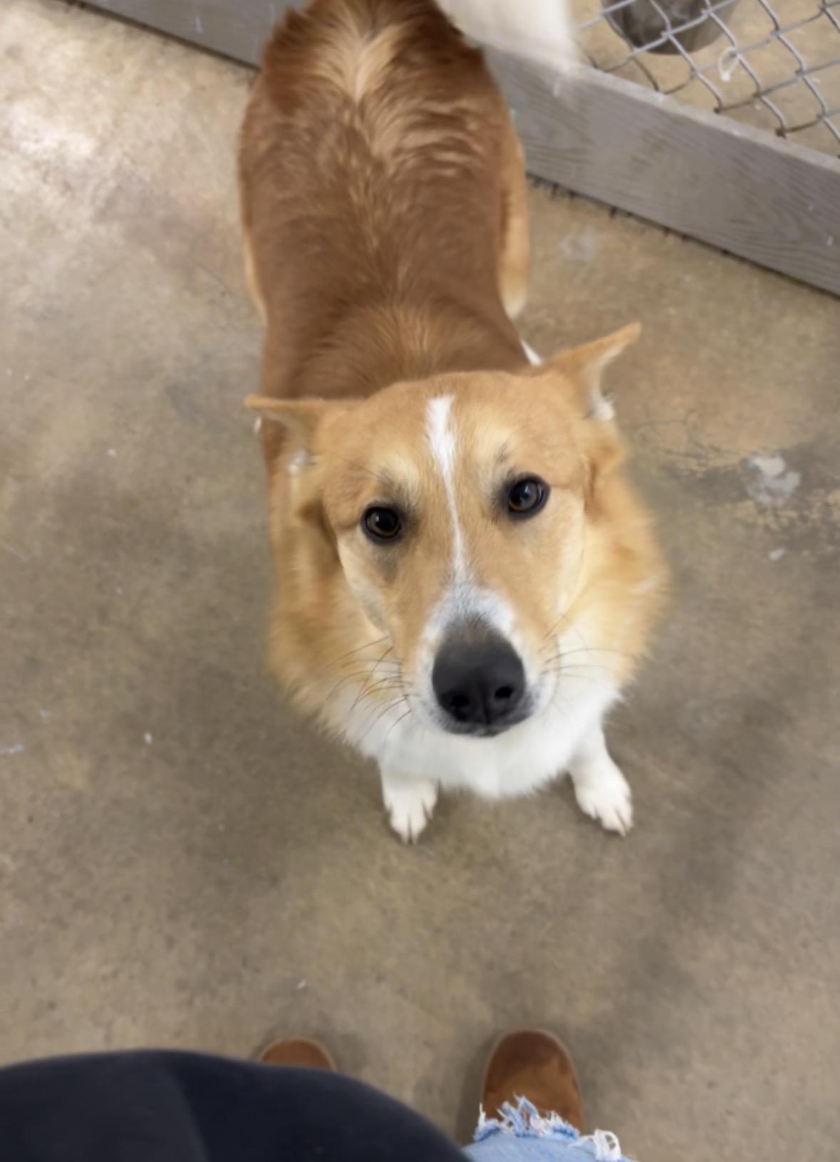 Enlarge Finn, a ADOPTABLE mixed breed in Salem, OH image 2/2