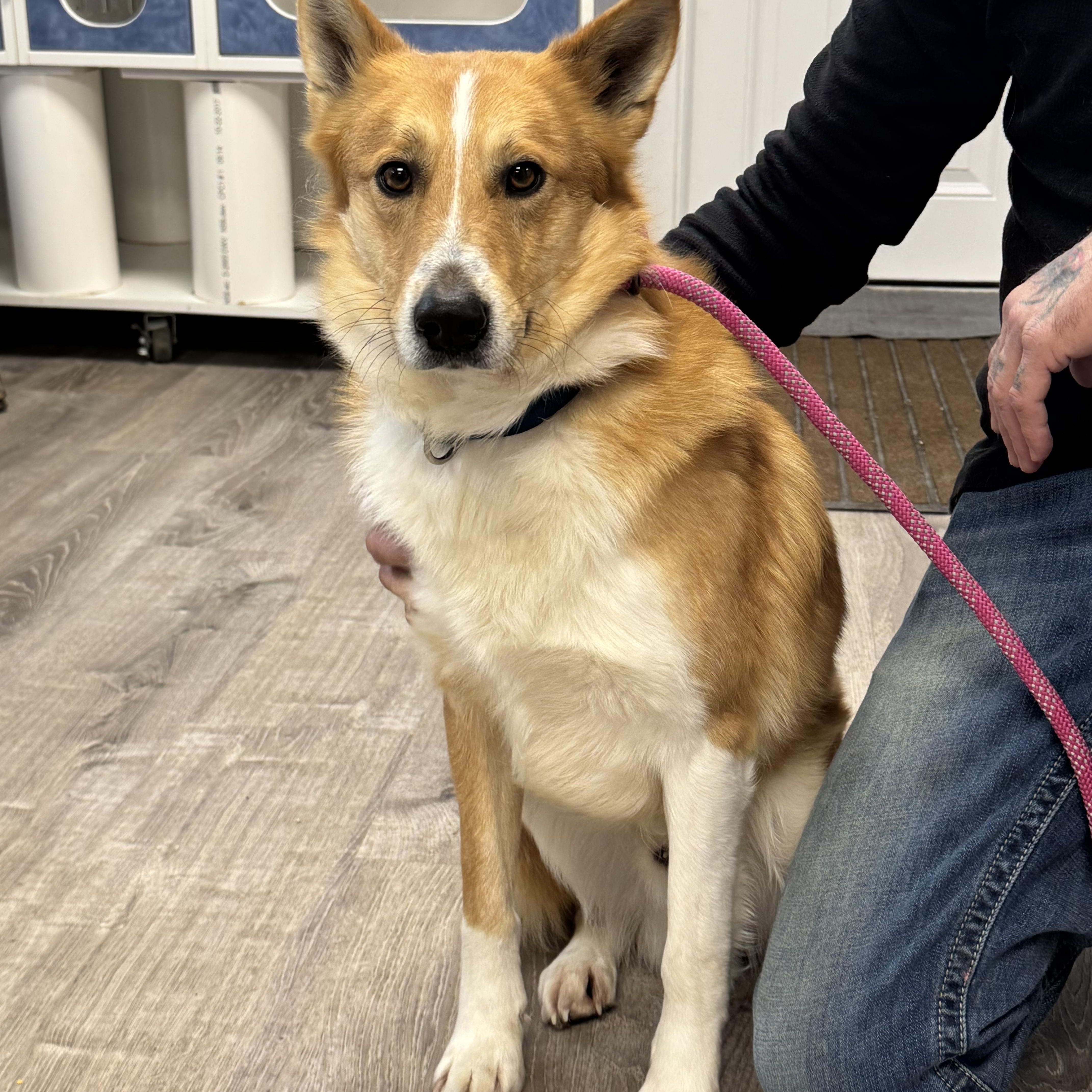 Enlarge Finn, a ADOPTABLE mixed breed in Salem, OH image 1/2