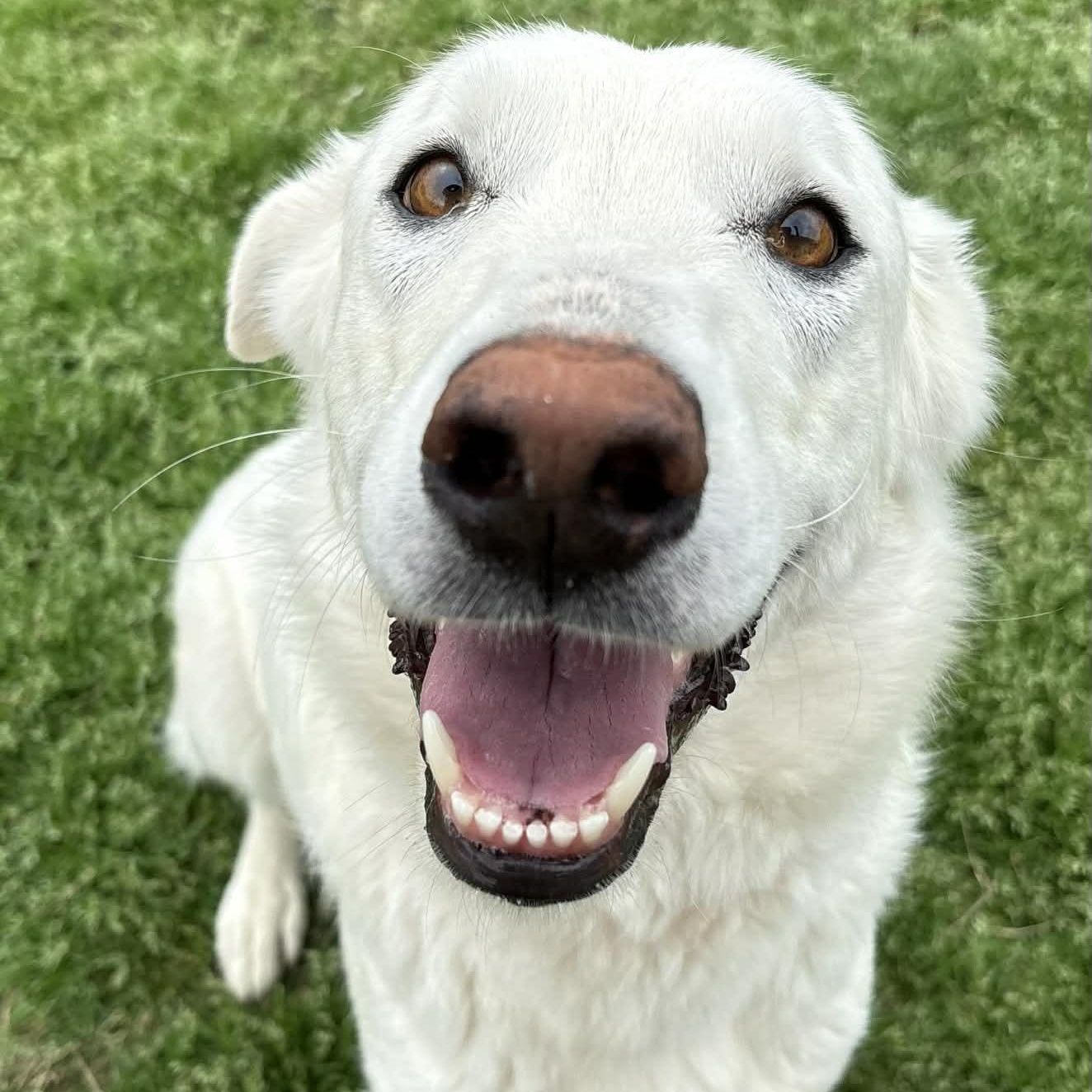 Enlarge Pearl, a ADOPTABLE mixed breed in The Colony, TX image 1/6