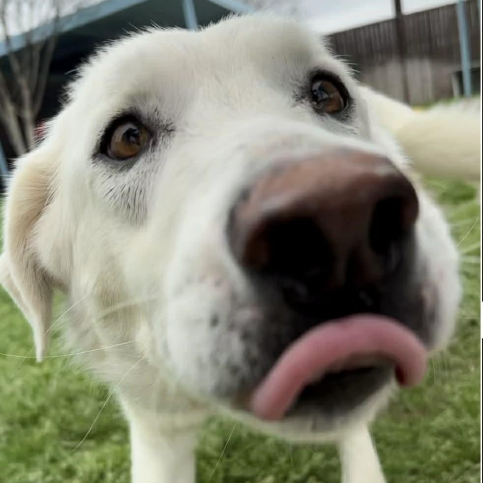 Enlarge Pearl, a ADOPTABLE mixed breed in The Colony, TX image 2/6