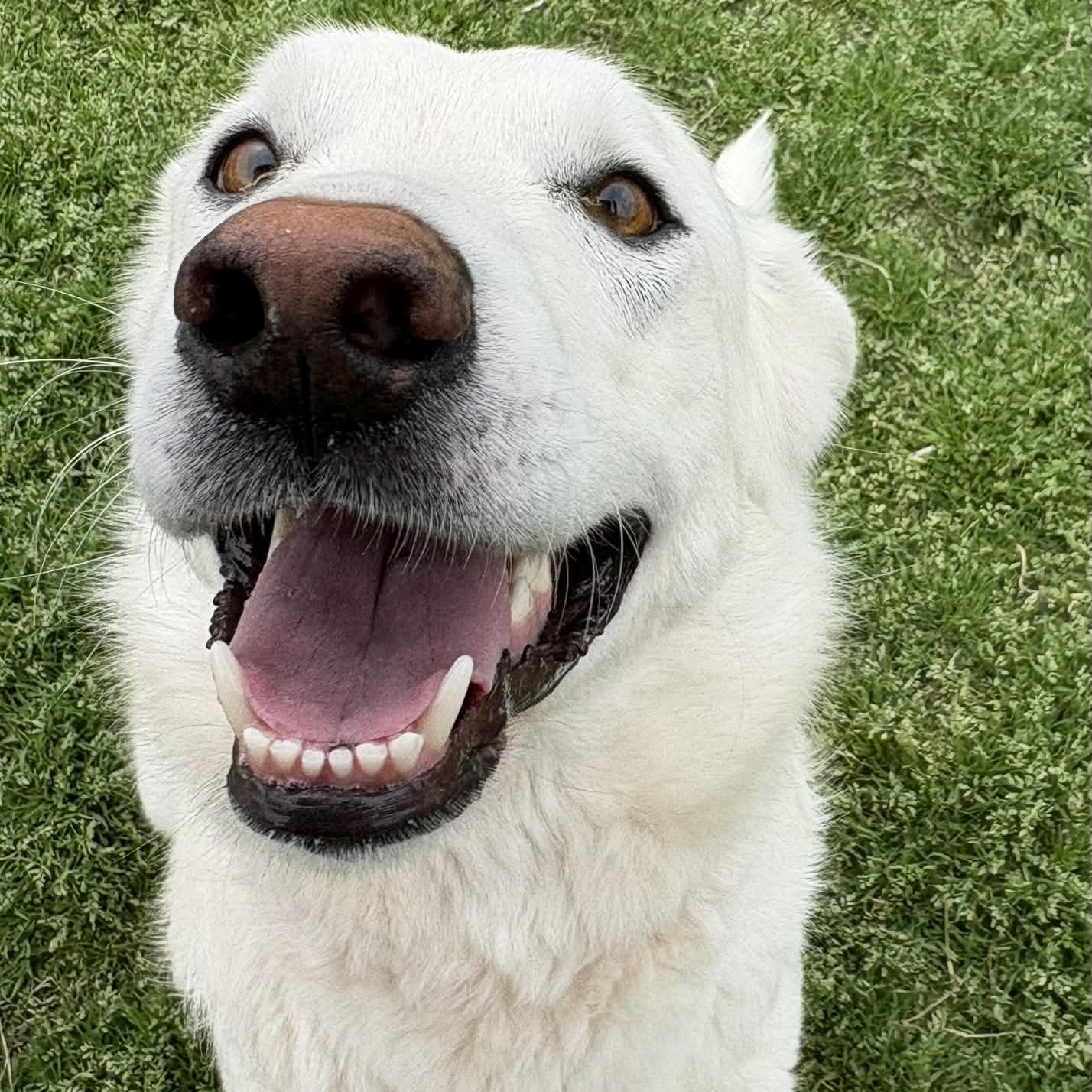 Enlarge Pearl, a ADOPTABLE mixed breed in The Colony, TX image 3/6