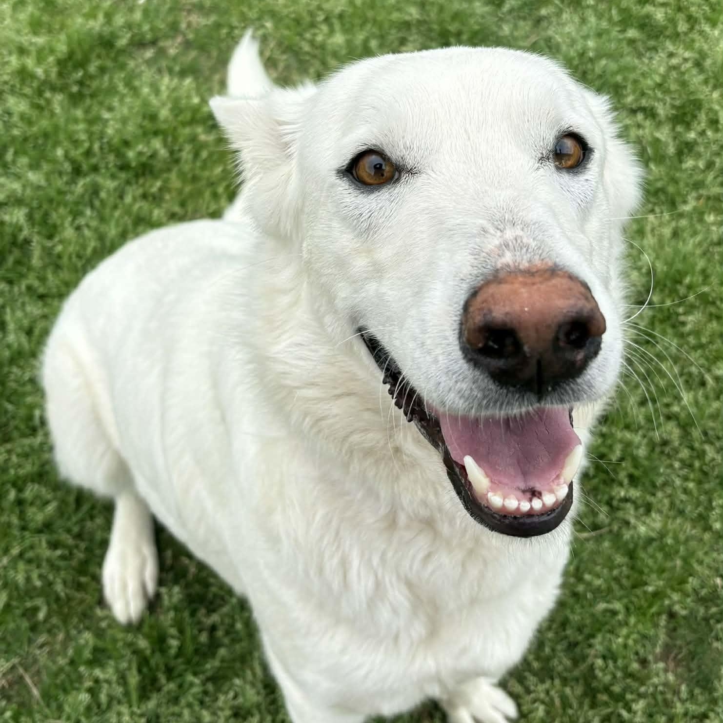 Enlarge Pearl, a ADOPTABLE mixed breed in The Colony, TX image 6/6