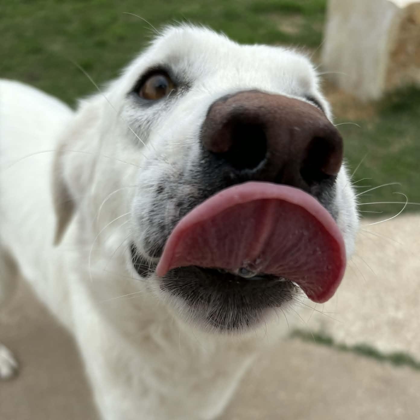 Enlarge Pearl, a ADOPTABLE mixed breed in The Colony, TX image 4/6