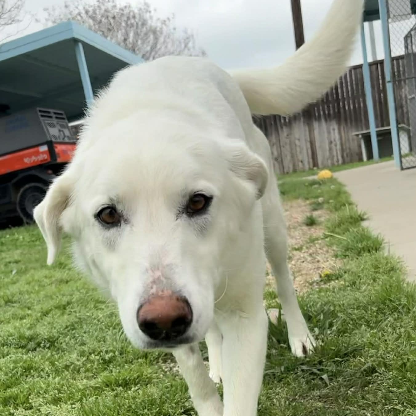 Enlarge Pearl, a ADOPTABLE mixed breed in The Colony, TX image 5/6