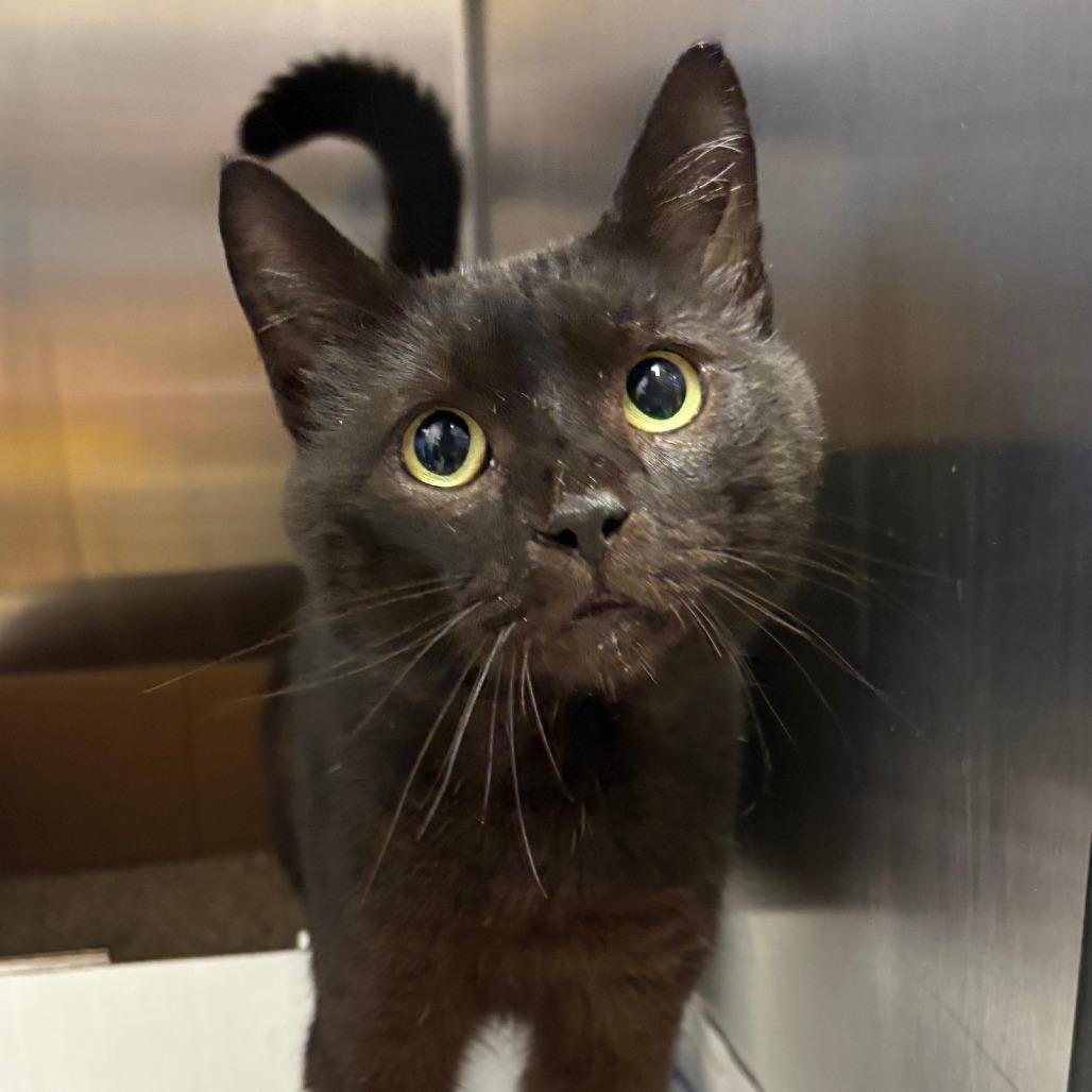 Beef Stewart - 070303U, Adoptable, Adult Male Domestic Short Hair.