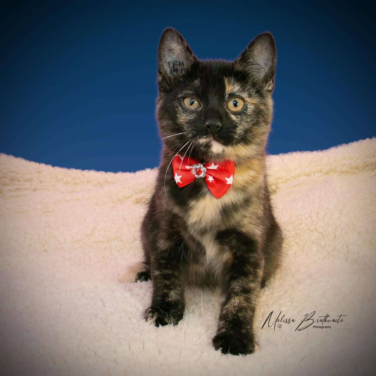 Enlarge Twilight, a Adoptable Tortoiseshell in Calgary, AB image 1/4