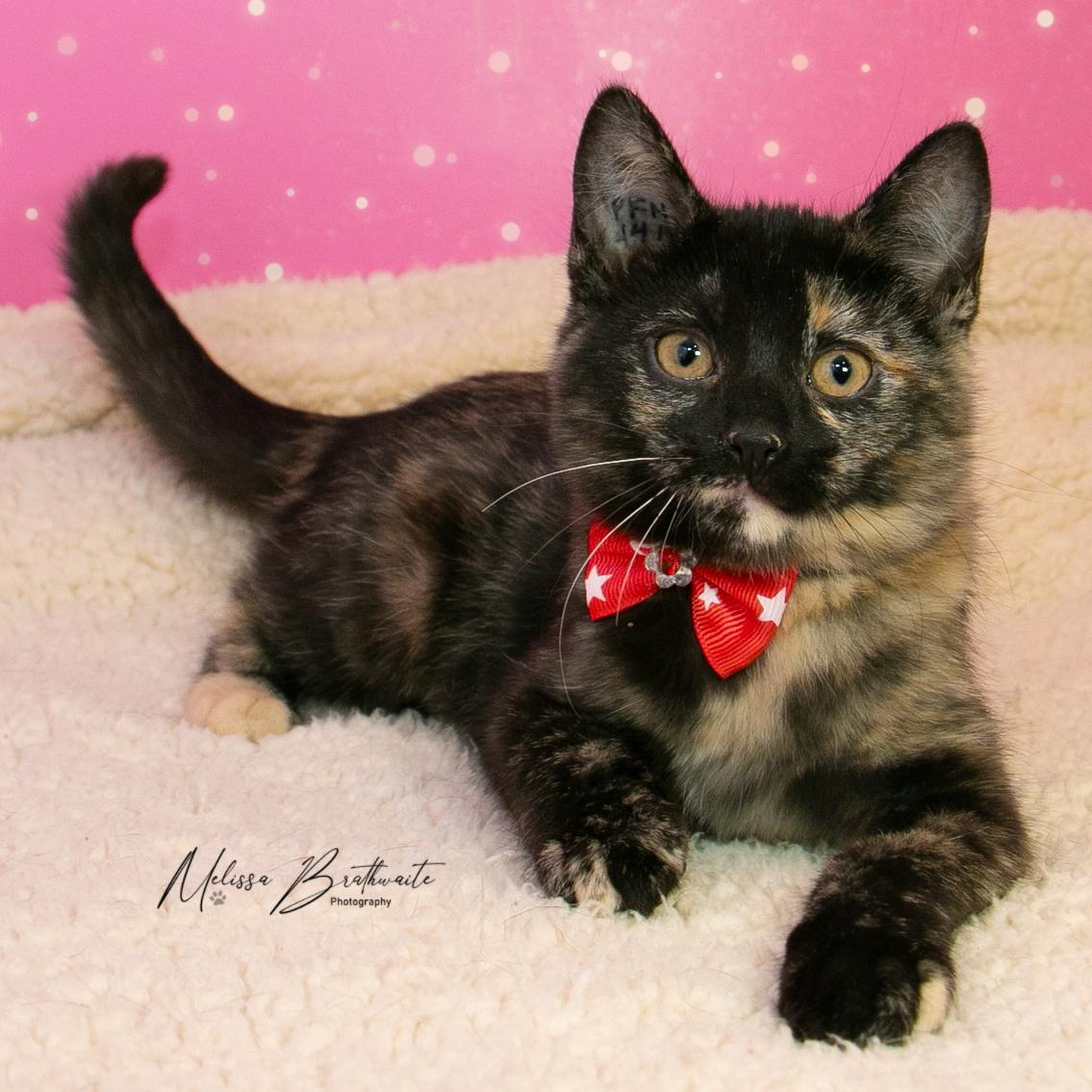 Enlarge Twilight, a Adoptable Tortoiseshell in Calgary, AB image 2/4