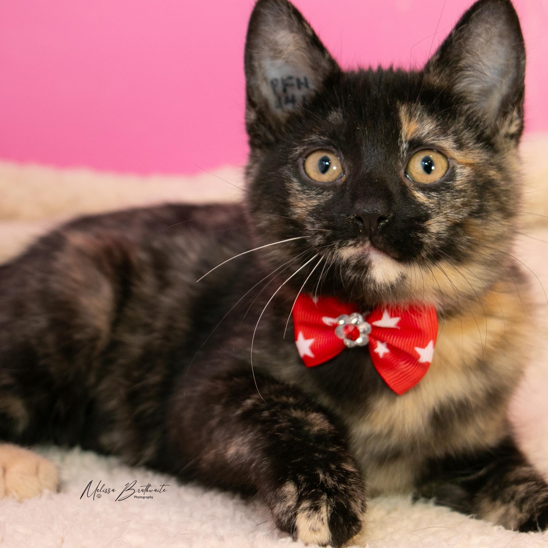 Enlarge Twilight, a Adoptable Tortoiseshell in Calgary, AB image 3/4