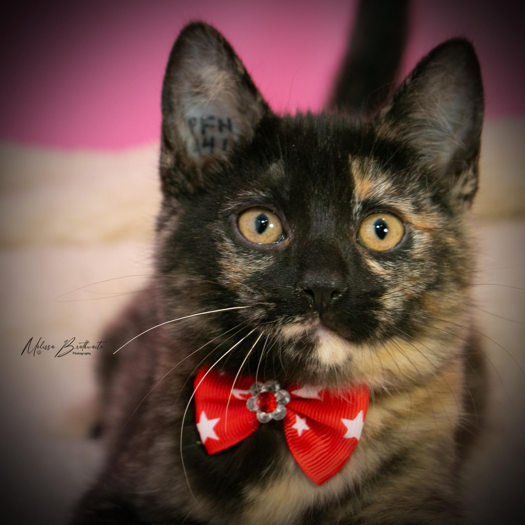 Enlarge Twilight, a Adoptable Tortoiseshell in Calgary, AB image 4/4