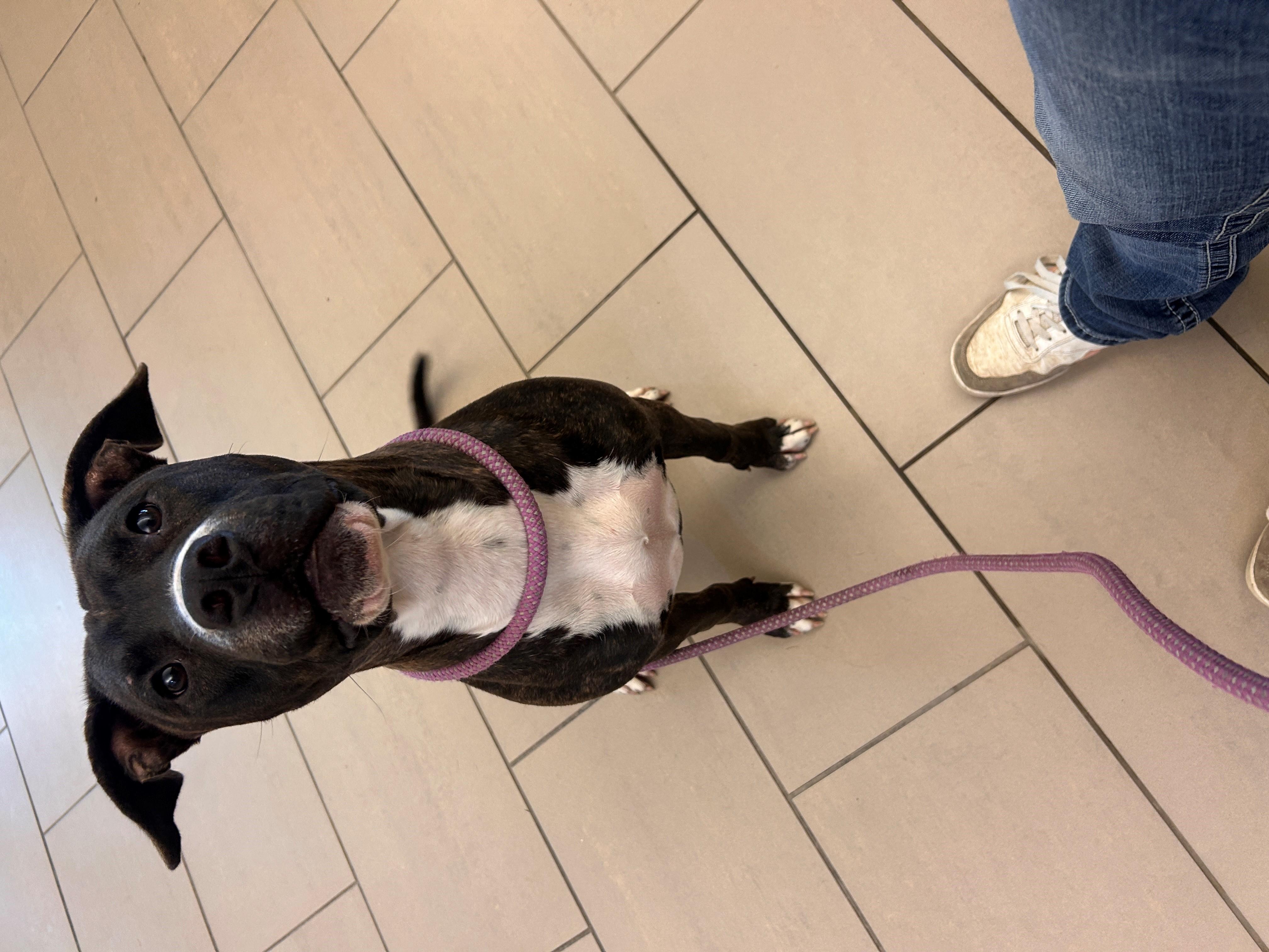 25-0534 "Saphira", Adopted, Young Female Pit Bull Terrier.