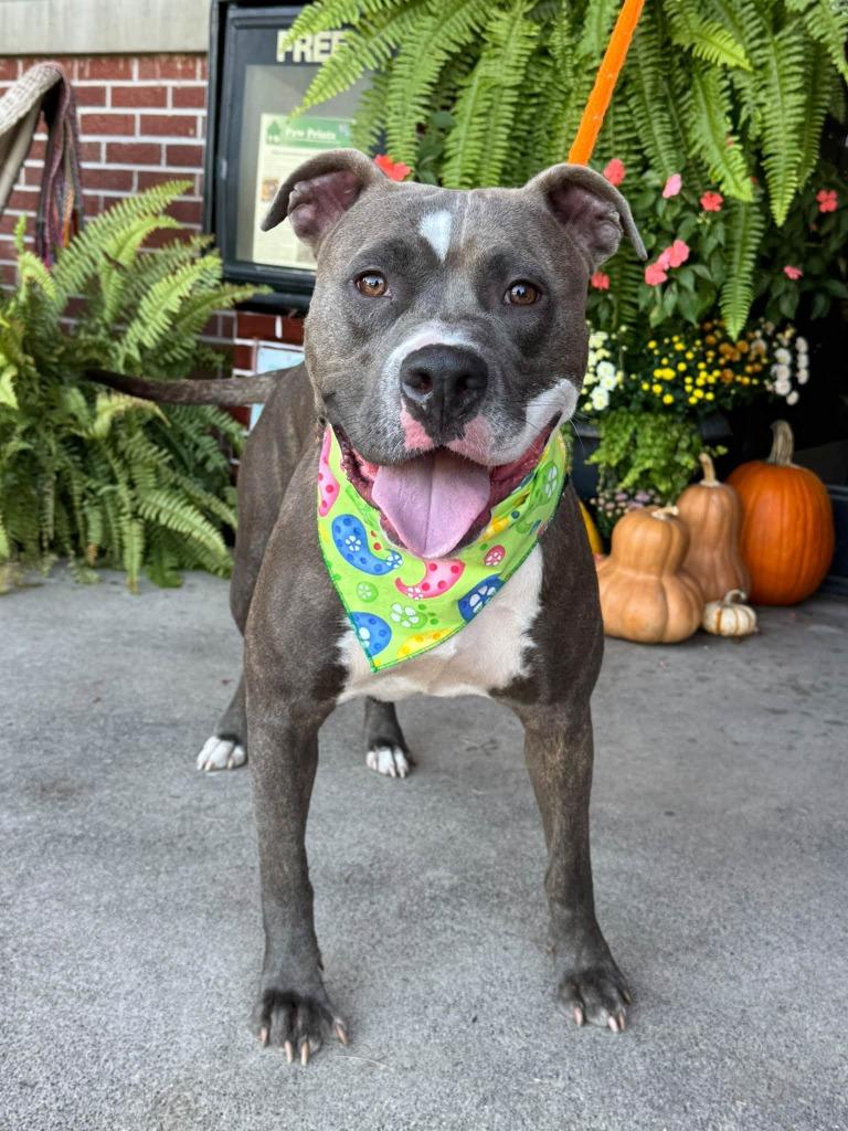 Precious, Adoptable, Young Female Pit Bull Terrier.